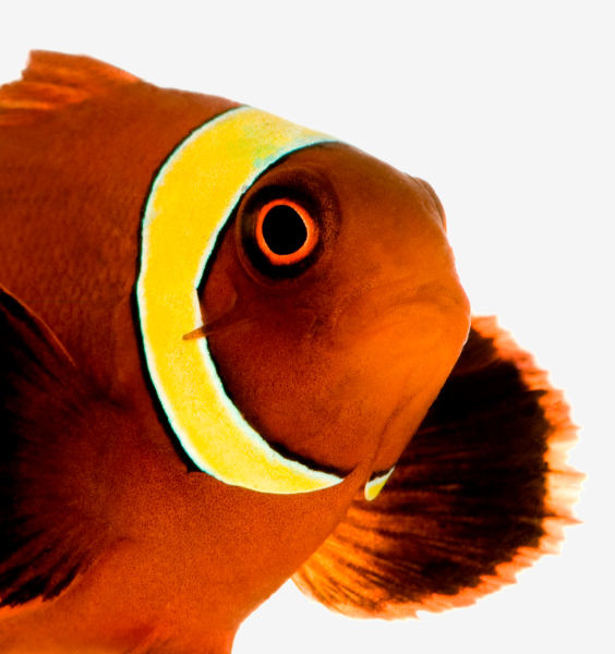 Image of Fish