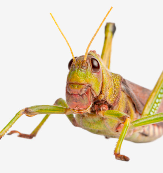 Image of Grasshopper
