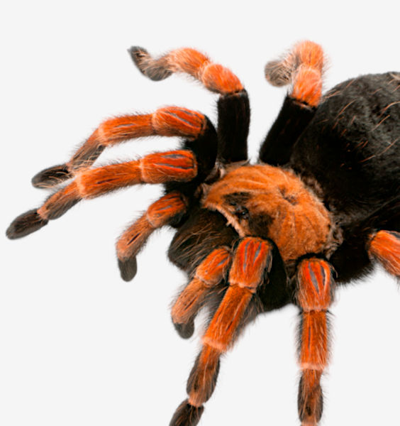 Image of Spider