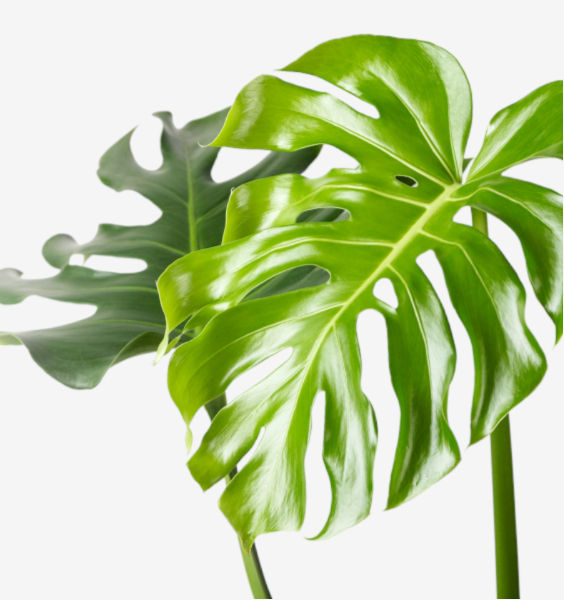 Image of Plant