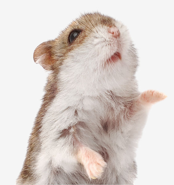 Image of Small Mammal