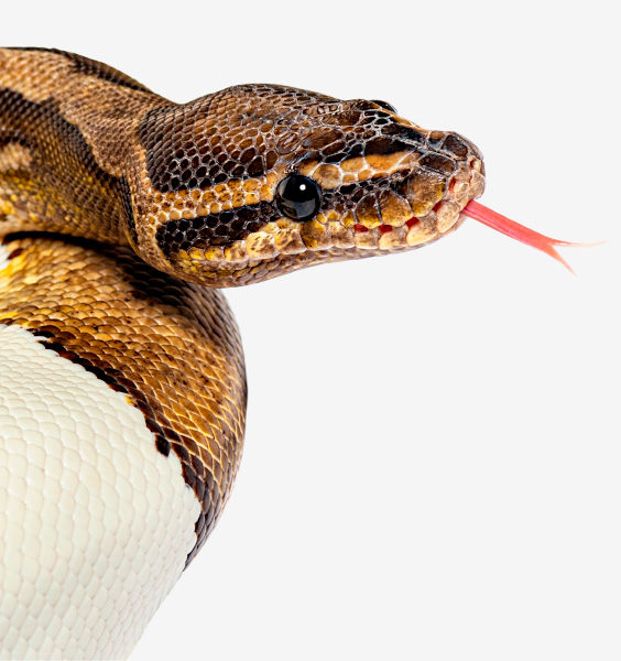 Image of Snake