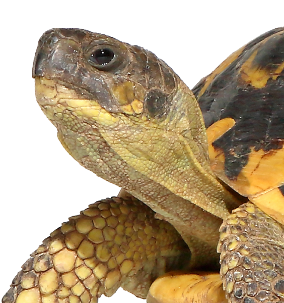 Image of Turtle