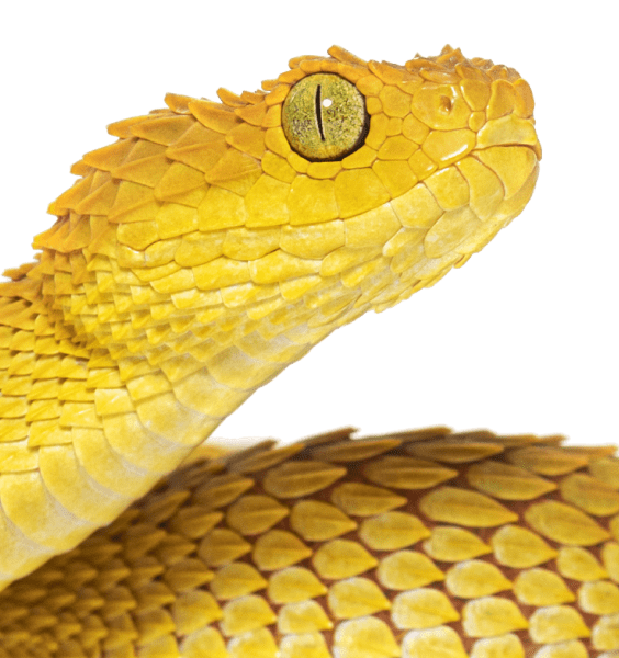 Image of Snake