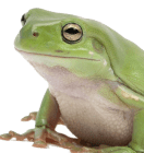 Amphibian