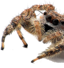 Invertebrate