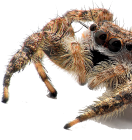 Invertebrate
